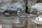Zigolo-nero_DSC07619