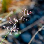 Perle