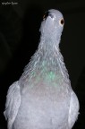 Pidgeon portrait