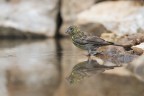 Verzellino-allo-specchio_DSC04328