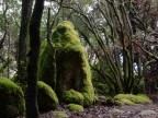 Nel bosco