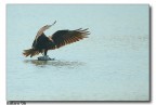 Falco di palude con pranzo