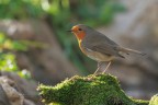 Pettirosso_Erithacus-rubecula_DSC07832 Pettirosso_Erithacus-rubecula_DSC07832
