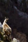 Camoscio2, uno sguardo verso il basso
