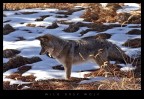 Lupo