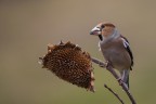 sony a1; sony 200-600: f6.3; iso 3200; 1/320; treppiedi