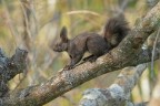 Scoiattolo-comune_Sciurus-vulgaris_DSC04836 Scoiattolo-comune_Sciurus-vulgaris_DSC04836