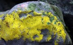 Stavo cercando dei licheni per spigare ai miei alunni quanto importanti fossero per il sistema ambientale ed ero convinto di dover fare un collage di foto, per fare capire loro di quanti colori se ne potessero trovare, quando mi trovo davanti a questo masso (80x40 cm circa) sul quale si vedono, oltre ai licheni verdi e gialli anche dei lichieni rossi, rosa e bianchi! In Carso non  infrequente trovarne anche arancio e marrone.
Graditi commenti personali e pareri tecnici.
Furyo