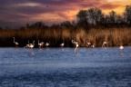 fenicotteri al tramonto in Camargue