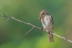 Pigliamosche-con-ragno_DSC01478