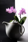 Pentax K50, ob 50-200 (80mm)
t 1/100, f 14, ISO 1600

Esercizio di still life

Graditi commenti personali e suggerimenti tecnici
Furyo