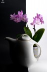 Pentax K50, ob 50-200 (80mm)
t 1/60, f 14, ISO 1600

Esercizio di still life

Graditi commenti personali e suggerimenti tecnici
Furyo