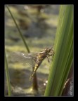 Libellula