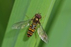 Riaffacciamoci a questo frequentatissimo forum. Commenti e critiche gradite! 1/1000se, f/10, Iso400.