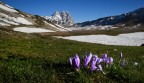 Crocus sul Gran Sasso