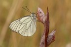 https://www.flickr.com/photos/giovanniq/54527650263/in/dateposted-public/
https://giovanniqroma.it/natura-macro