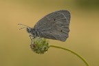 https://giovanniqroma.it/natura-macro
https://www.flickr.com/photos/giovanniq/54527412281/in/dateposted-public/
