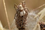 https://www.flickr.com/photos/giovanniq/54527752365/in/datetaken-public/