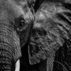 Elefante africano