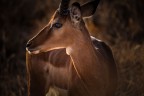 Antilope in Kenya