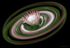 Fiore di Protea Cynaroides. Nome comune Protea.
Famiglia: Proteaceae.
Provenienza: Africa (in gran parte provengono dal Sudafrica, le altre dall'area tropicale a sud del Sahara)