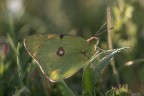 https://www.flickr.com/photos/giovanniq/54575024419/in/datetaken-public/