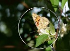 Nome della farfalla: Vanessa cardui
