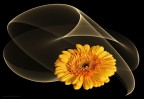 Fiore di Gerbera.
Secondo il linguaggio dei fiori, la Gerbera arancione significa allegria, entusiasmo, gioia di vivere.