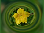 Fiore di Iperico (Hypericum Patulum Hidcote)