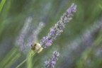 Macro_28062025_2
