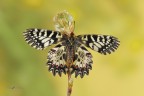 Zerynthia-cassandra_DSC2430