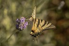 Macro_28062025_9
