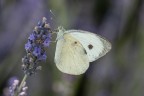 Macro_28062025_8