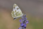 Pontia edusa