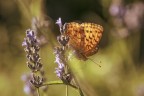 Macro_28062025_13