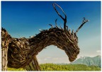 Altipiano di Lavarone (TN), presso il 'Passo de la Sotn' 1350m.
Sei tonnellate di legno carbonizzato in 16 metri di lunghezza e 7 in altezza; scultura di Marco Martalar. Estate 2025