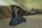 https://www.flickr.com/photos/giovanniq/54637089705/in/datetaken-public/