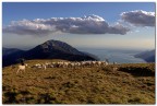 Questa immagine fa parte di una serie a cui tengo molto,  realizzata sul monte Altissimo nella catena del Baldo. Il pastore dalla sommit del monte porta le sue bestie in una conca recintata sottostante dove i cani da guardiania dovranno fare il loro dovere per difenderle dai lupi.