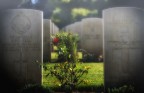 ... un'espressione che evoca immagini di vita che nasce e persiste anche in un luogo di morte, come un cimitero. Il fiore, simbolo di bellezza e fragilit, offre un contrasto toccante con la durezza e l'immobilit delle lapidi. L'espressione pu riferirsi a diversi contesti, come la commemorazione dei defunti, la riflessione sulla vita e la morte, o anche la celebrazione della resilienza della natura.