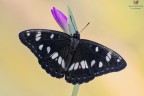 Limenitis reducta...il dritto :)

[url]https://www.simonespera.it/wp-content/uploads/2025/07/045A2547_Nik_Nik_Nik_Nik_DxO-5000px.jpg[/url]