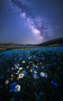 L'ultima fioritura