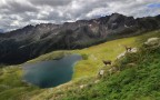 Passo Gavia con stambecchi