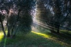 raggio di luce