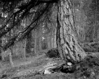 Intrepid 4x5
Fomapan 100 @ 80 sviluppata in Rodinal
Fuj Fujinon W 150mm f/5.6 @ f/11