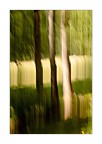 nel bosco