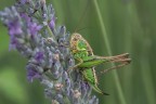 Macro_22Giu2025_D