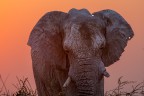 L'alba di uno dei BIG 5