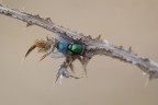 Lucilia sp.