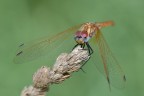 Insisto con i sympetrum. Iso800, f/8, 1/1600sec. a mano libera. Commenti e critiche gradite!