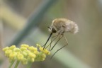 Bombylius sp.